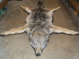 Like New Coyote Rug