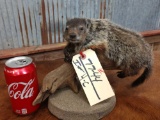 Full body mount juvenile groundhog relaxing on driftwood