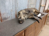 Full Body Mount Russian Wild Boar Laying Relaxed Pose Nice Clean Mount