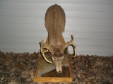 Table Top Pedestal Whitetail Drinking Water