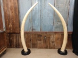 Huge Reproduction Elephant Tusks