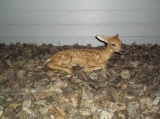 Full Body Mount Whitetail Fawn Laying Down