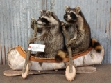 2 Raccoons In A Canoe