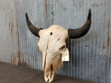 Large Herd Bull Bison Skull 27