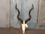 African Kudu Skull