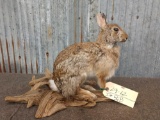 Full Body Mount Cotton Tail Rabbit