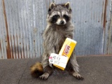 Raccoon Eating Milk Duds