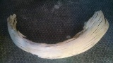 Wooly Mammoth Tusk