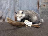 Full Body Mount Opossum On Driftwood