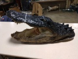 Huge Alligator Head