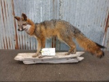 Full Body Mount Grey Fox On Driftwood