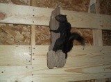 Full Body mount Black Squirrel On Driftwood Hanger