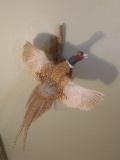 Flying Pheasant Mount On Driftwood Hanger