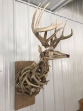 One Of A Kind Whitetail Deer Antler Sculpture