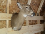 Shoulder Mount whitetail Doe