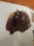 American Bison / Buffalo Shoulder mount