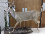 Full Body Mount 10 Point Whitetail