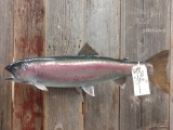 Real Skin Mount Rainbow Trout