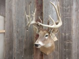 6x5 Whitetail Shoulder Mount With Extras