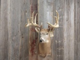 6x5 Whitetail Shoulder Mount