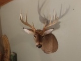 4x4 Shoulder mount Whitetail Bladed Tines