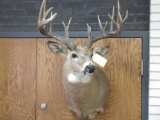 16 Point Whitetail Shoulder Mount