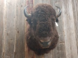 Shoulder Mount Buffalo / American Bison