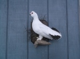 Full Body Mount Ptarmigan