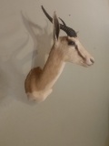 Blonde African Springbok Shoulder Mount