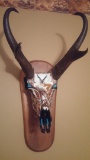 Professionally hand painted pronghorn antelope skull.