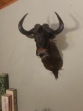 African Wildebeest Shoulder mount