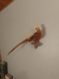 Golden Pheasant Full Body Mount On Driftwood