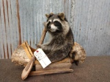 Full Body Mount Raccoon In Canoe