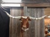 Texas longhorn shoulder-mount