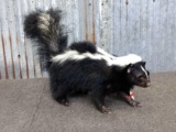 Full Body Mount Skunk