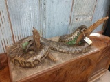 12' Python Snake Full Body Mount