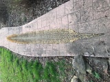 Huge Tanned Anaconda Snake Skin