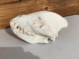 Awesome near perfect African Hyena skull