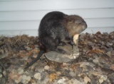 Full body Beaver Chewing On A Log