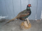 Black Color Phase Pheasant Full Body Mount