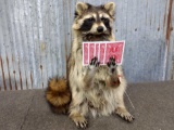 Full Body Mount Raccoon Playing Cards