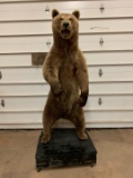 Full Body Mount Grizzly Bear Standing On Hind Legs