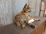 Full Body Mount Bobcat Sitting Pose Like New Mount