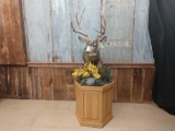 Beautiful Mule Deer Pedestal Mount