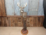 Big 5x5 Whitetail Pedestal Mount