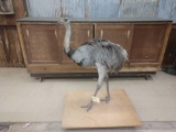 Full body mount Rhea