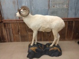 Full Body Mount Alaskan Dall Sheep