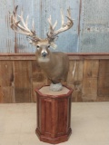 Whitetail pedestal mount