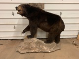 Large Alaskan Brown Bear Full Body Mount