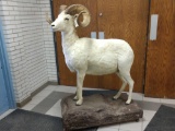 Full Body Mount Alaskan Dall Sheep